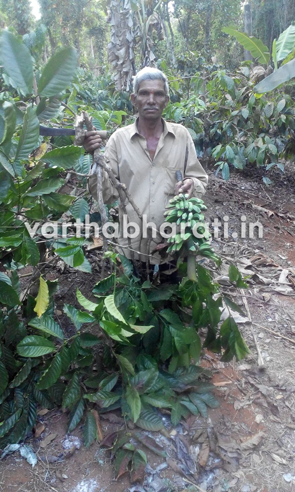 ಕಾಡಾನೆ ದಾಂದಲೆ: ಅಪಾರ ನಷ್ಟ